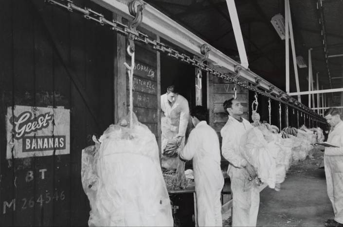 Bunches of Bananas being unloaded on a conveyor.
© Geest